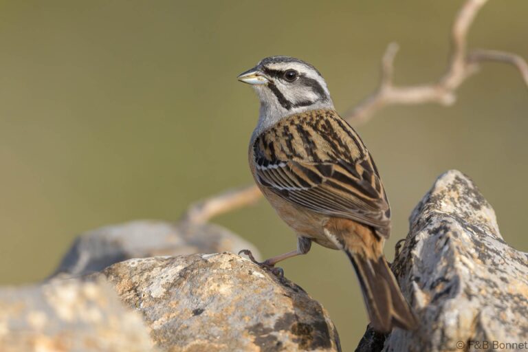 Rock Bunting_Spain-6