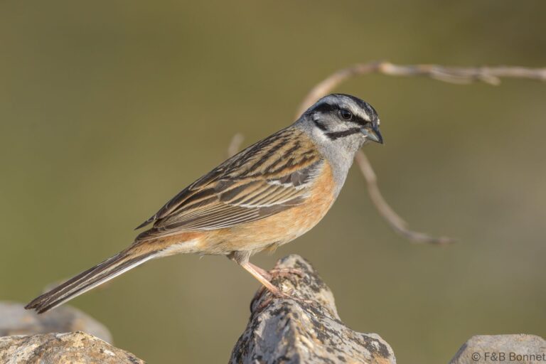 Rock Bunting_Spain-7