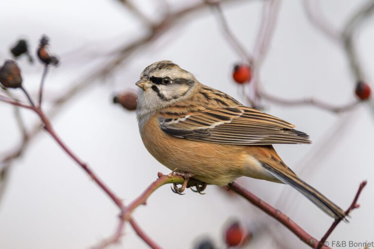 Rock Bunting_Spain-8