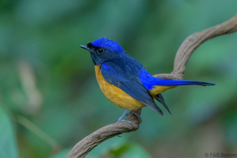 Rufous-bellied Niltava_Thailand-1