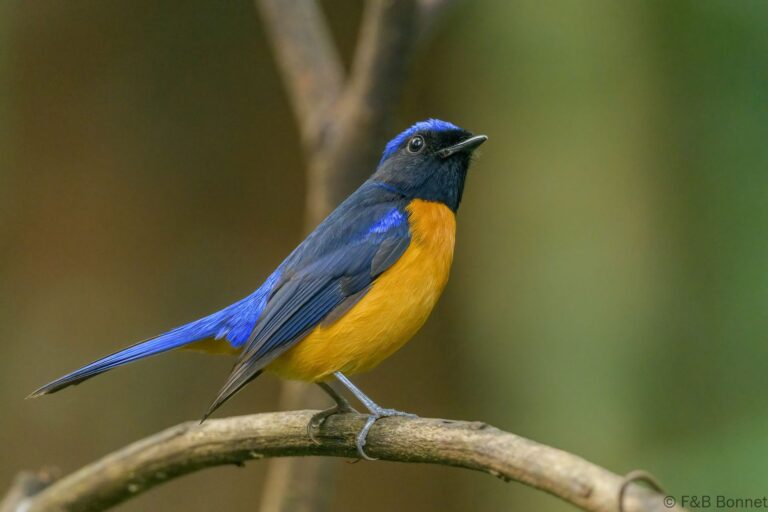 Rufous-bellied Niltava_Thailand-2