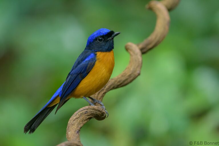 Rufous-bellied Niltava_Thailand-3