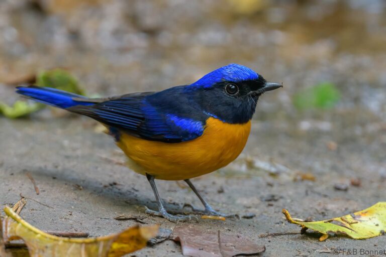 Rufous-bellied Niltava_Thailand-4