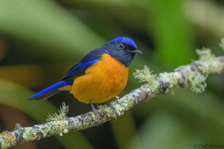 Rufous-bellied Niltava_Thailand-5