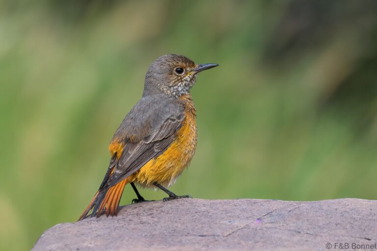 Short-toed Rock-Thrush_South Africa-1