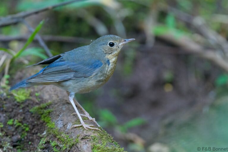 Siberian Blue Robin_Thailand-2