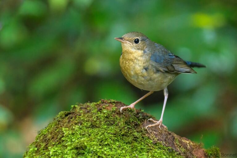 Siberian Blue Robin_Thailand-3
