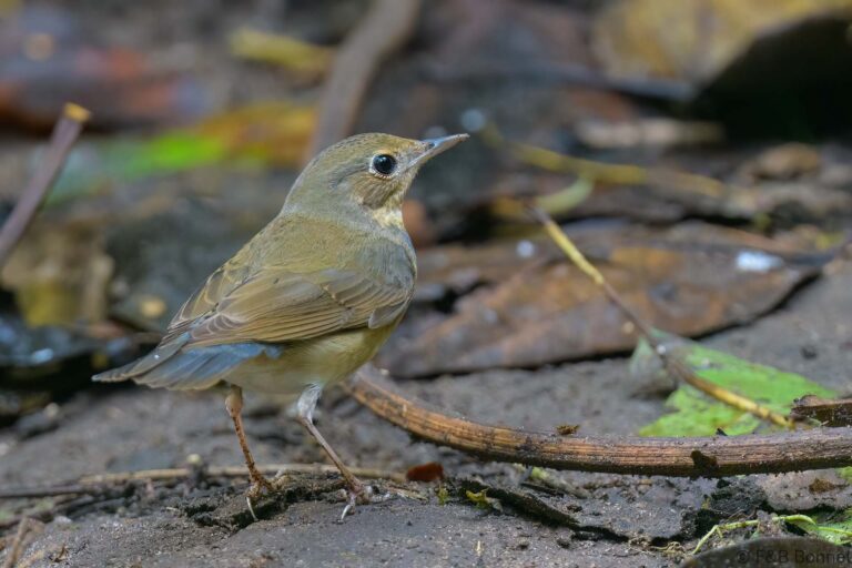 Siberian Blue Robin_Thailand-4