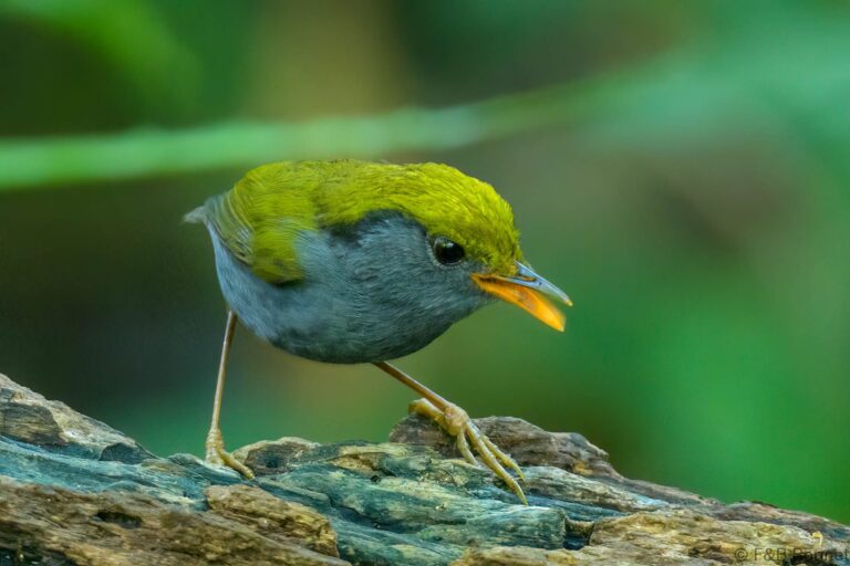 Slaty-bellied Tesia_Thailand-2