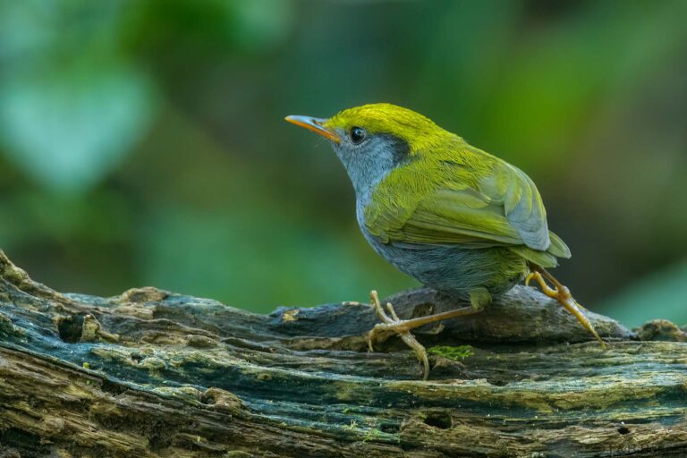 Slaty-bellied Tesia_Thailand-3