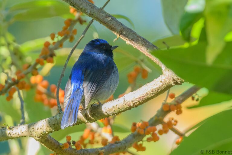 Small niltava thailand 1