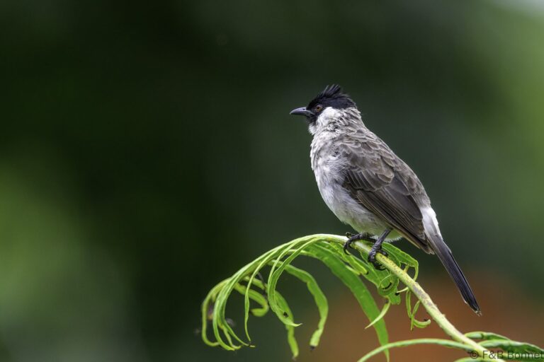 Sooty-headed Bulbul_Indonesia-1