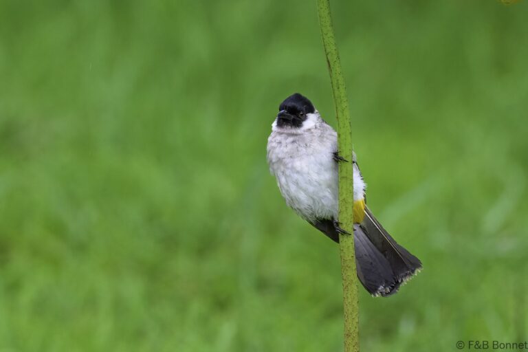 Sooty-headed Bulbul_Indonesia-2