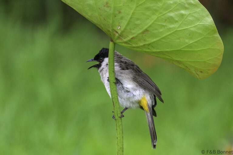 Sooty-headed Bulbul_Indonesia-3