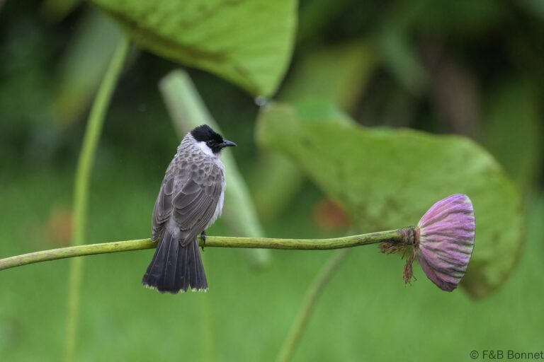 Sooty-headed Bulbul_Indonesia-4