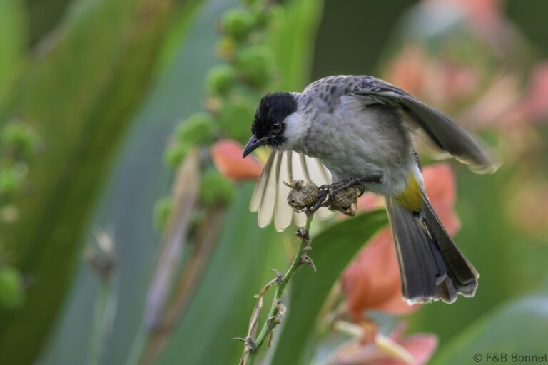 Sooty-headed Bulbul_Indonesia-5