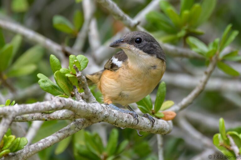 Southern Boubou_South Africa-1
