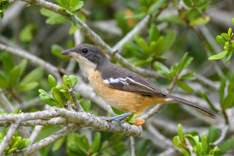 Southern Boubou_South Africa-2