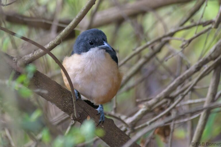 Southern Boubou_South Africa-3