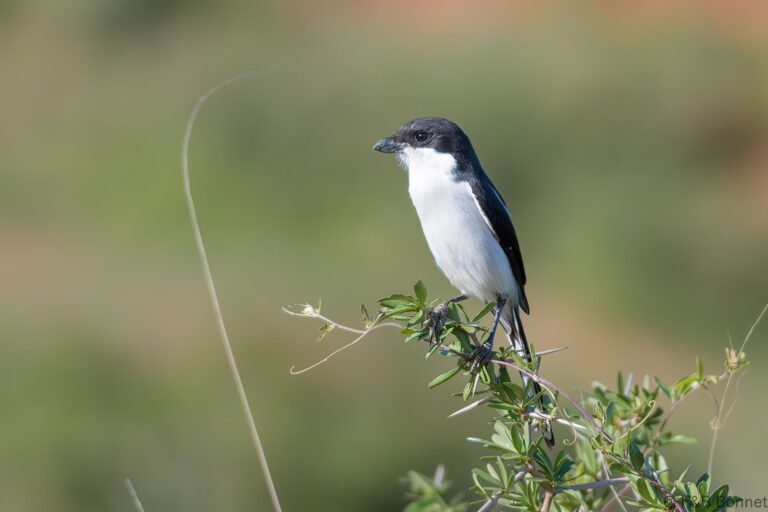 Southern Fiscal_South Africa-6