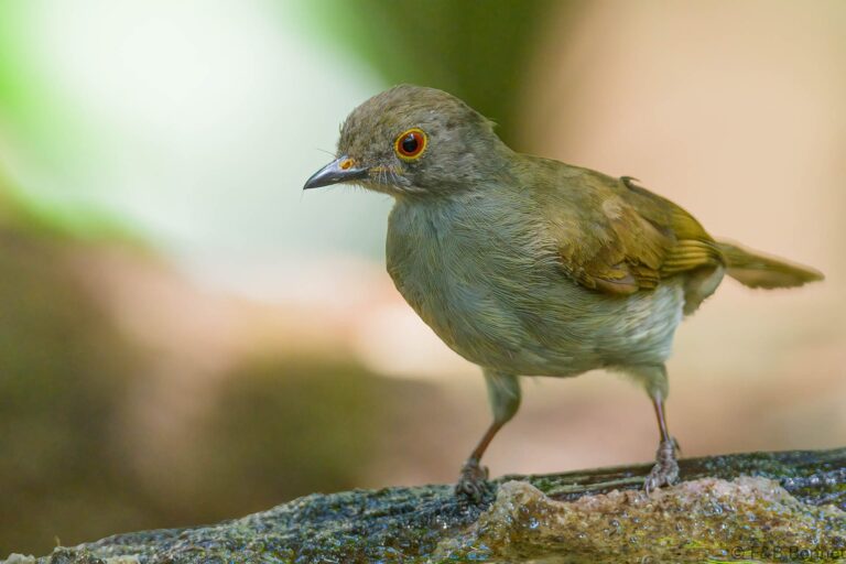 Spectacled Bulbul_Thailand-4