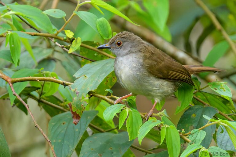 Spectacled Bulbul_Thailand-6