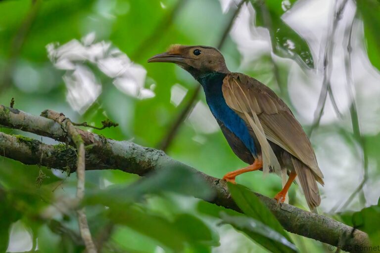 Standardwing_Indonesia-1