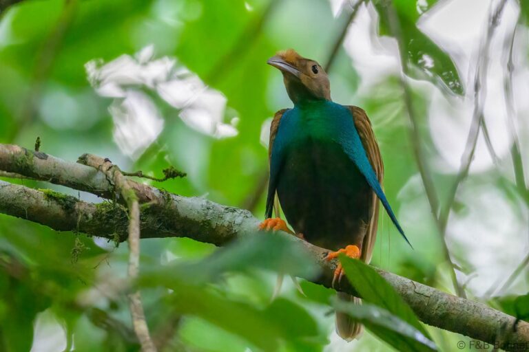 Standardwing_Indonesia-2