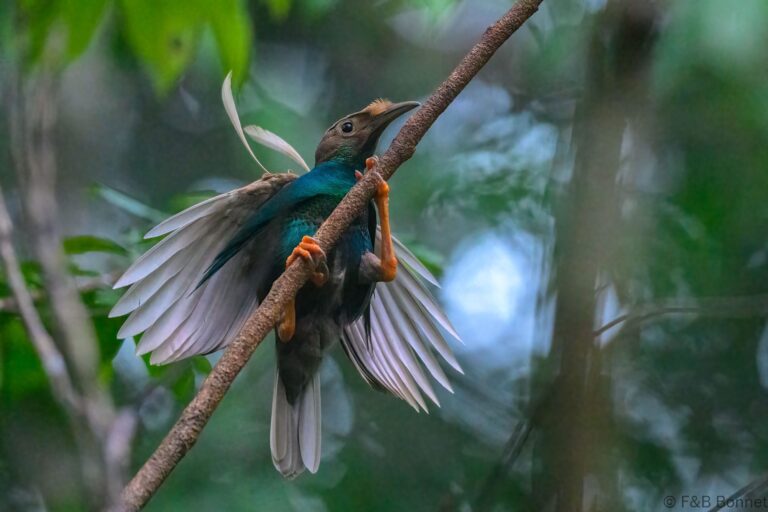 Standardwing_Indonesia-5
