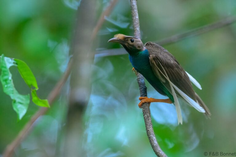 Standardwing_Indonesia-6