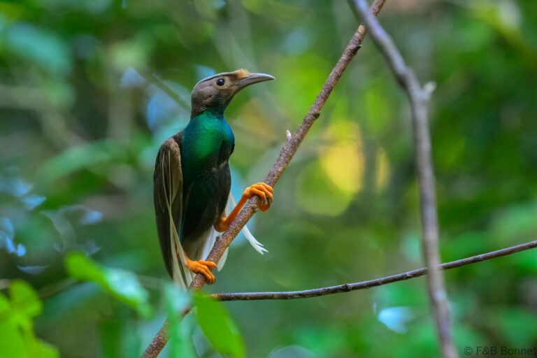 Standardwing_Indonesia-7