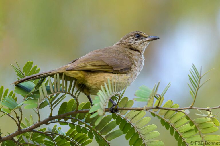 Streak-eared Bulbul_Thailand-6