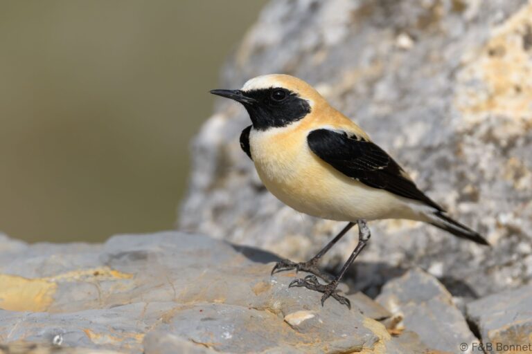 Western Black-eared Wheatear_Spain-1