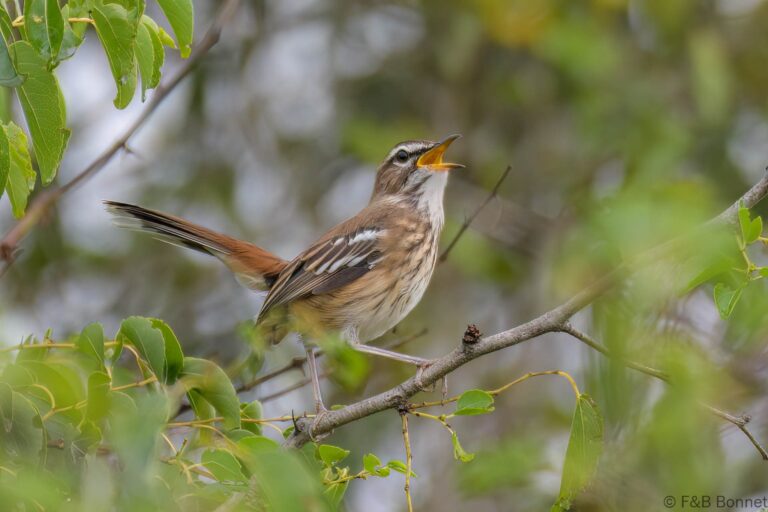 White-browed Scrub-Robin_South Africa-1