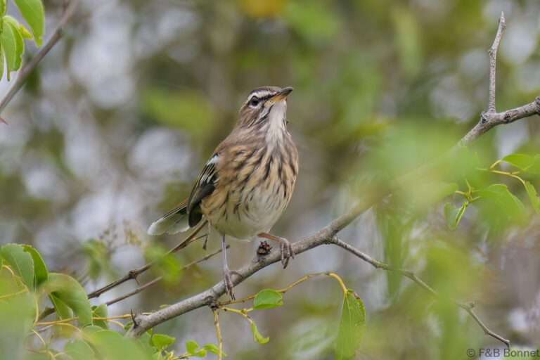 White-browed Scrub-Robin_South Africa-2