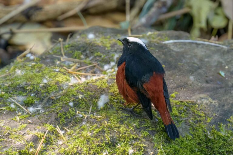 White-capped Redstart_Thailand-2