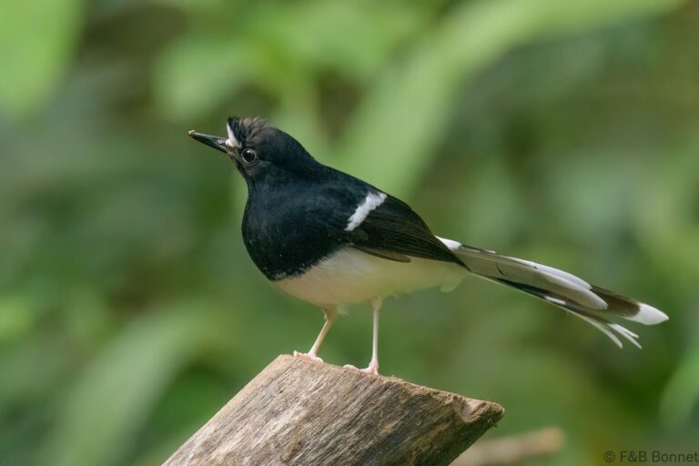 White-crowned Forktail_Thailand-1