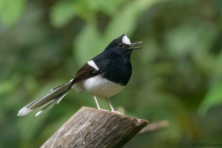 White-crowned Forktail_Thailand-2