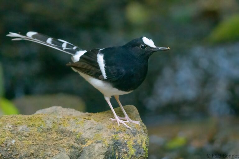 White-crowned Forktail_Thailand-3