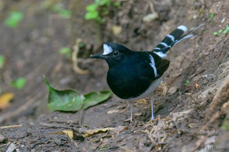 White-crowned Forktail_Thailand-4
