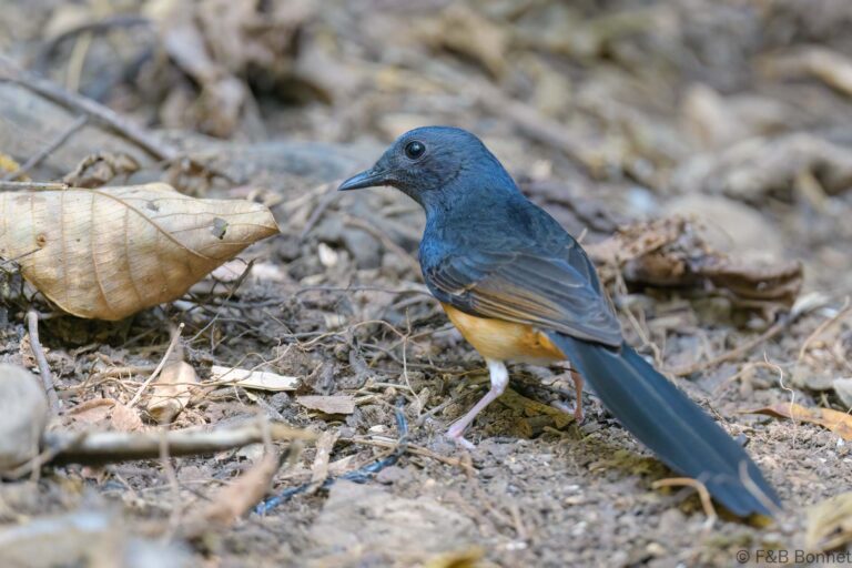 White-rumped Shama_Thailand-2