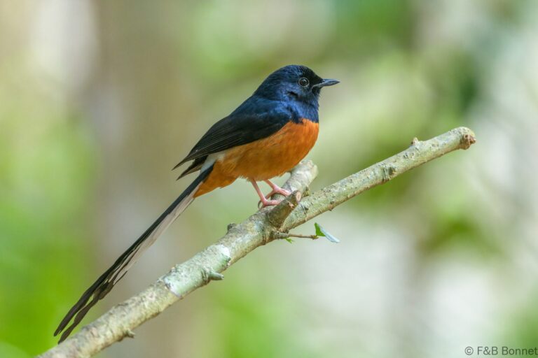 White-rumped Shama_Thailand-3