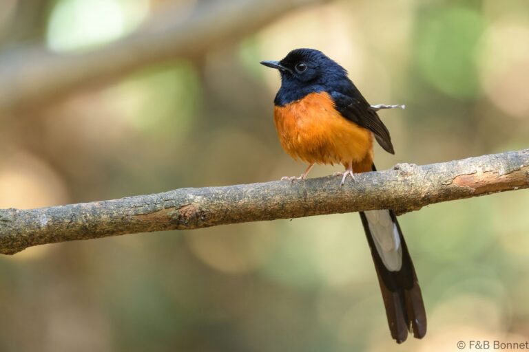 White-rumped Shama_Thailand-4