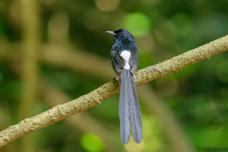White-rumped Shama_Thailand-5