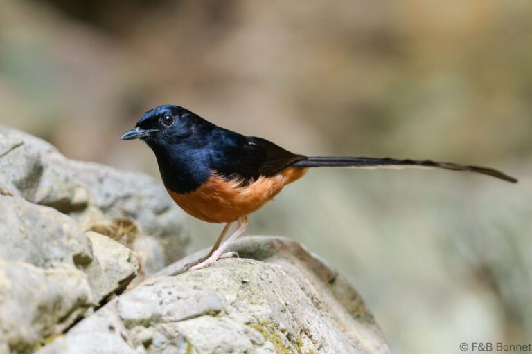 White-rumped Shama_Thailand-6