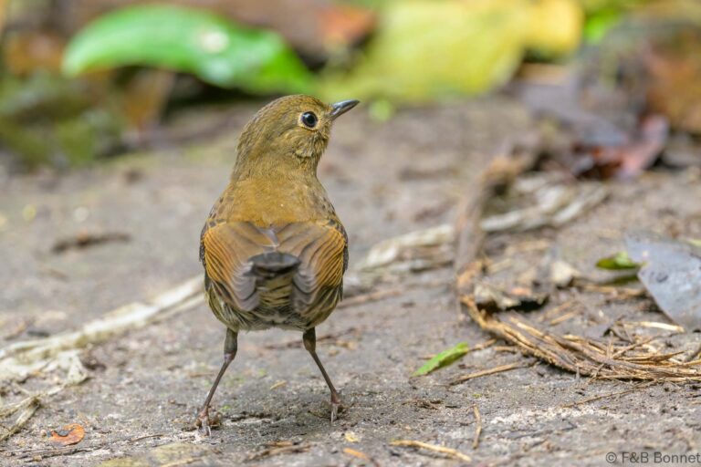 White-tailed Robin_Thailand-1