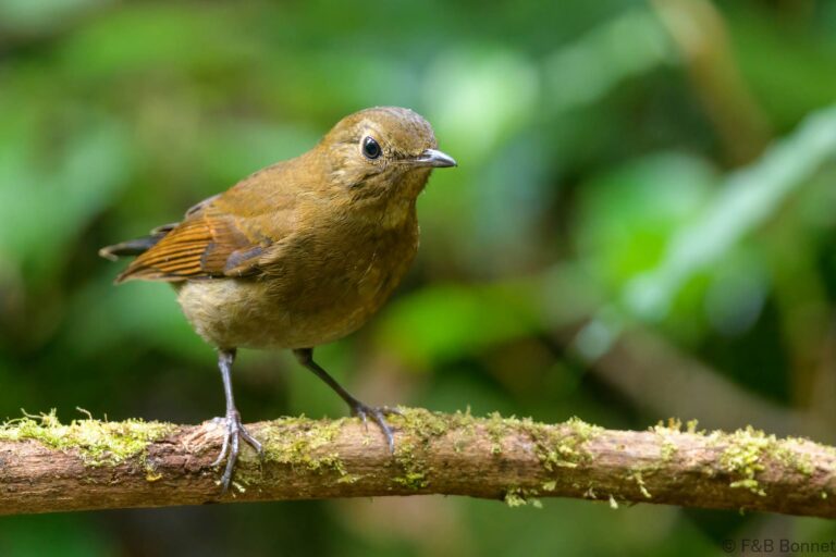 White-tailed Robin_Thailand-2