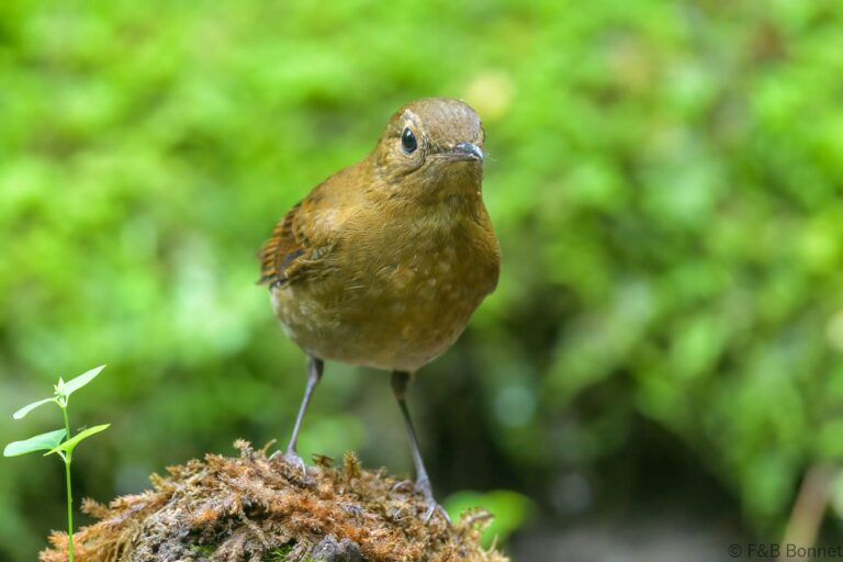 White-tailed Robin_Thailand-3