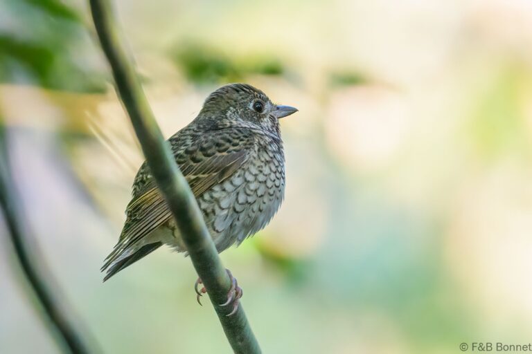 White-throated Rock Thrush_Thailand-1