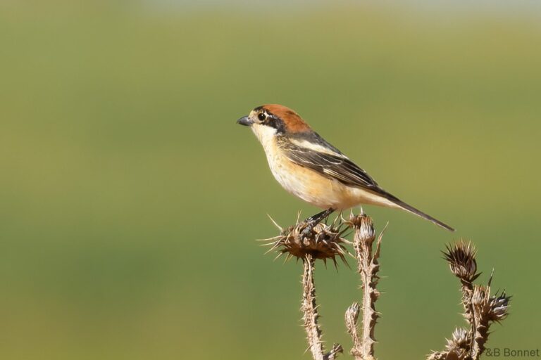 Woodchat Shrike_Spain-1
